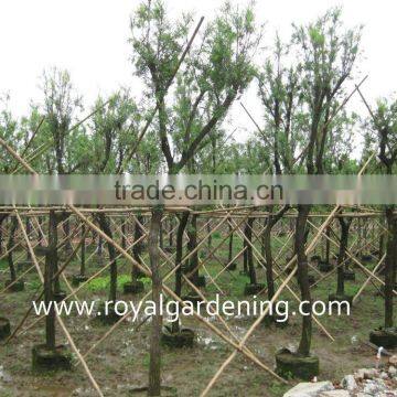 Callistemon Viminalis photo-2