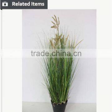 Natural Green Papyrus Scirpus Validus Potted Onion Grass photo-3