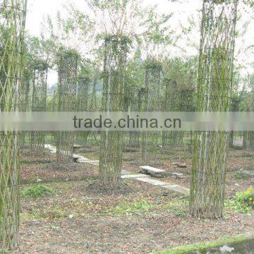 Lagerstroemia Indica Tree Small Chinese Letter Gourd and Bottle Shape Plants photo-4