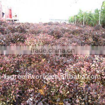 loropetalum Chinensis bush and shrubs