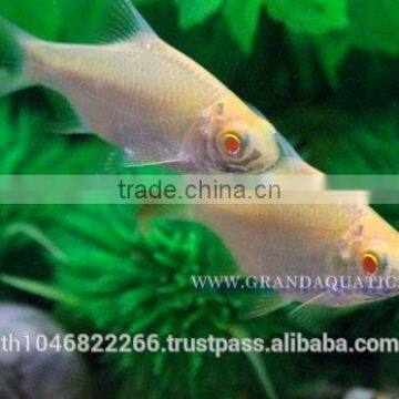 Albino Tinfoil Barb Fish For Sale / Aquarium Fish Farm photo-3