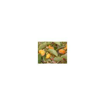 Persimmon leaf P.E.  lily@botanicalextraction.com