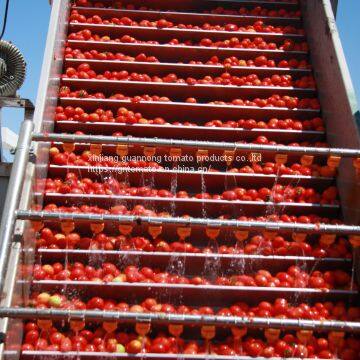 2019 Crop Tomato Paste photo-4