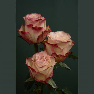 Imported Red Lip Roses Valentine's Day Photographer