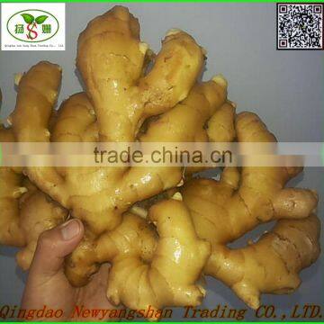 Beautiful Shape And Bright Yellow Skin Fat Ginger Chinese Spicy Ginger photo-3
