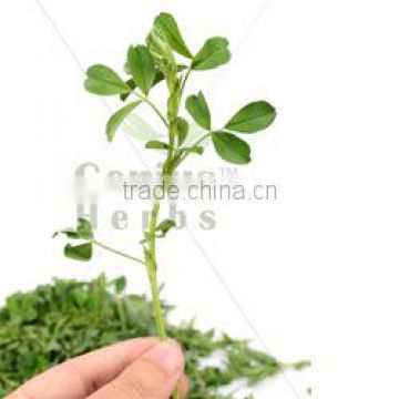 Alfalfa Grass