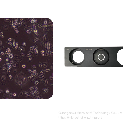 Inverted Fluorescence Microscope MF53-N photo-5