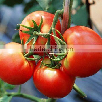 CHEAP STOCK TOMATO PASTE