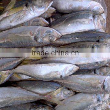 Whole Round Frozen Scad Fish