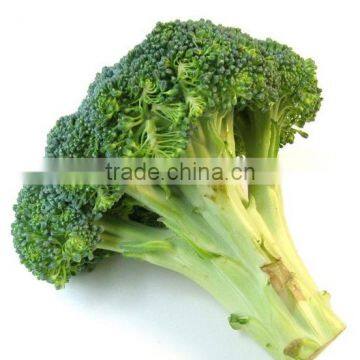 Fresh broccoli/green broccoli for export