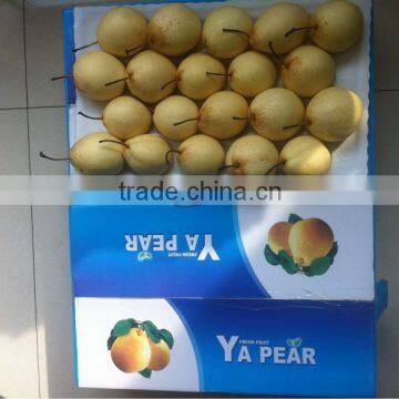 High Quality Fresh Ya Pear From Pear Factory photo-3