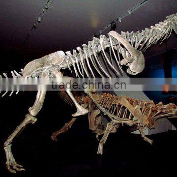 Original Size Animated Dinosaur Skeleton Of Majungasaurus