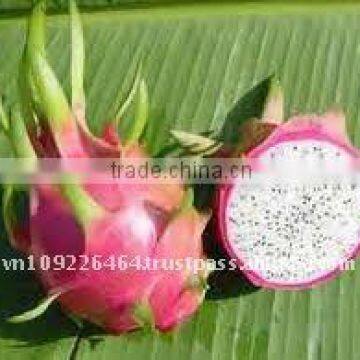 Best chance to buy fresh pitaya