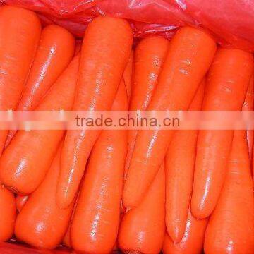 Carrot