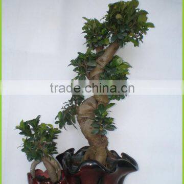 S Shaped Ficus Ginseng Microcarpa Bonsai Tree Banyan Ficus Indoor Ornamental Decorative Plants Nursery photo-2
