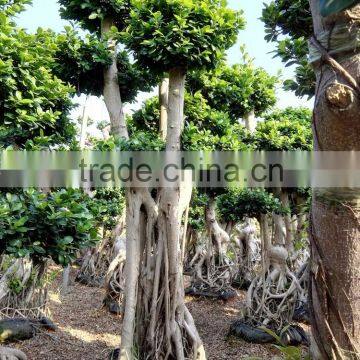 indoor&outdoor big ficus and banyan tree