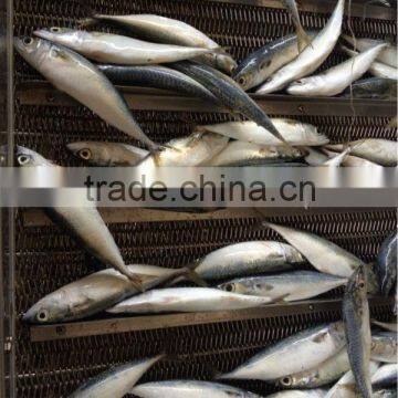 Quality products WR fish BQF 10-12pcs/kg for canned mackerel in tomato sauce