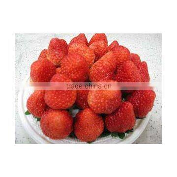 HACCP frozen strawberry IQF strawberries