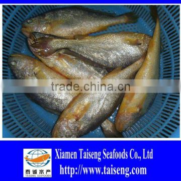 Frozen farm raised fish Yellow Croaker with high quality