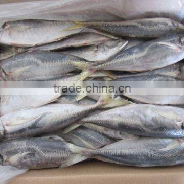 20cm+ Frozen Carapau/Horse Mackerel