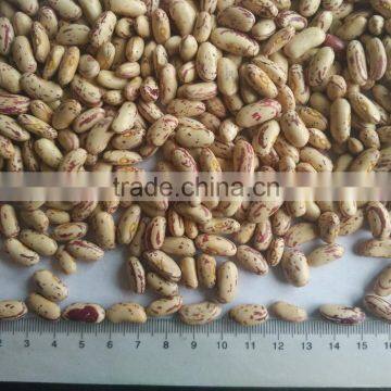 2016 Light Speckled Kidney Bean photo-2