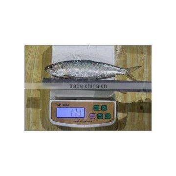 70-80 Fresh Cheap Frozen Fish Frozen Sardine Fish