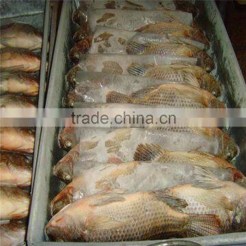 Frozen Tilapia Farming Fish supplier