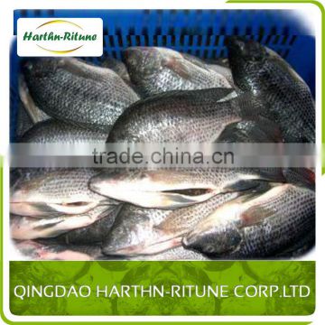 Frozen Whole Tilapia Fish