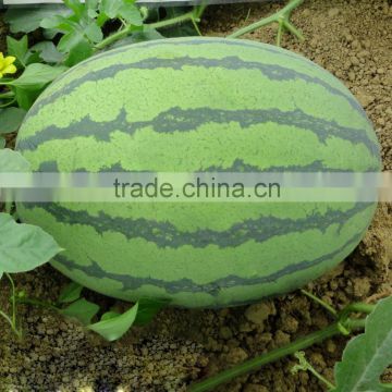 Hybrid f1 watermelon seeds big fruit 688