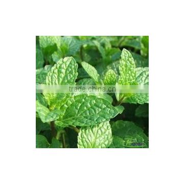 Sweetgrass Aromatic herb Mentha spicata seeds Spearmint seeds for planting