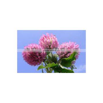 2014 GMP Qingdao BNP Sel l Top High Quality Red Clover P.E.--red clover extract powder