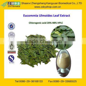 GMP Certified Manufacturer Supply Pure Chlorogenic Acid Extract