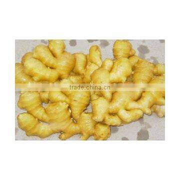 China Spice Vegetable of Fresh Ginger in Hot Sale photo-5