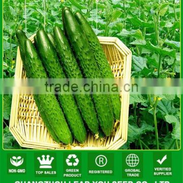 MCU09 Guiguan 36cm dark green hybrid cucumber seeds for open air