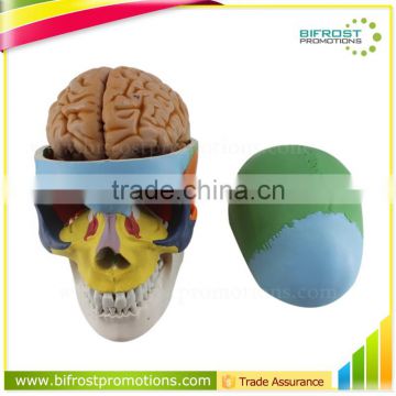 Colorized Human Body Plastic Medical Anatomical Skull Model