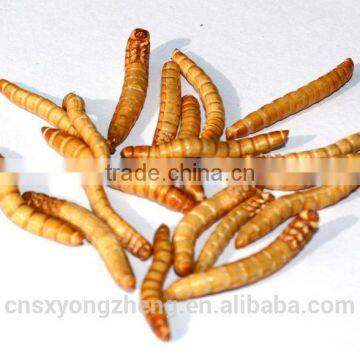 Canned Freeze Drying Mealworms photo-2