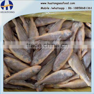 frozen wild yellow croaker IQF50-70g ,bulk in carton