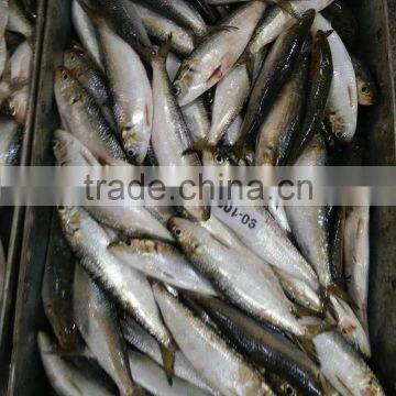 Frozen Sardine For Bait photo-3