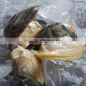 America Standard Short Necked Clam Meat photo-3