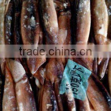 good quality frozen illex argentinus squid