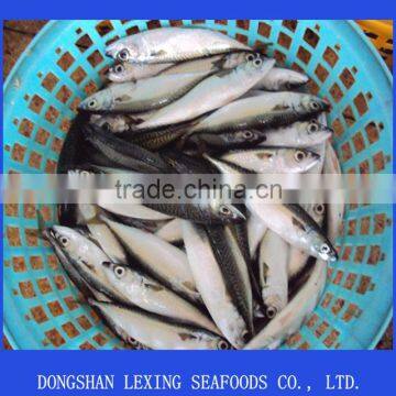 Sea Food Frozen Pacific Mackerel