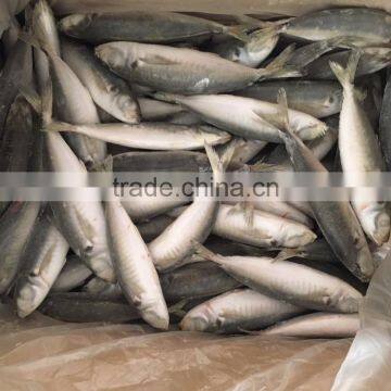 IQF Light Caught Frozen Round Scad Frozen Horse Mackerel photo-4