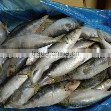 Cheap Sardine Sea Fish photo-5