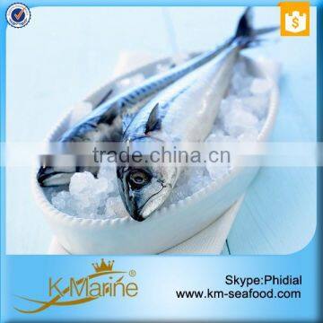 King Marine Whole Round Frozen Mackerel Fish photo-3