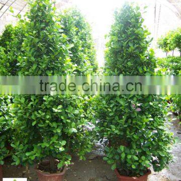 Ficus Panda Christmas Tree ( Cone Shape) 230cm High photo-3