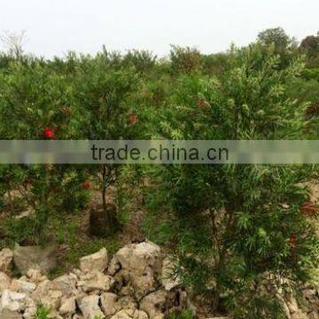 Callistemon Viminalis Callistemon Rigidus