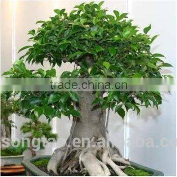 Artificial Bonsai Tree Topiary Gingseng Ficus Bonsai Tree photo-5