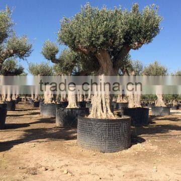 Olive Tree - Olea Europaea Regional Ejemplar photo-5