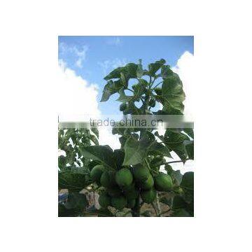 Jatropha Curucs Extract photo-4