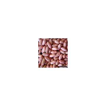 Sell Peanut Kernels 20/24,Blanched 21/25